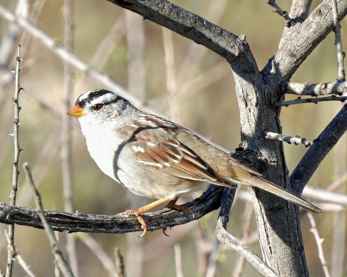 White-crowned Sparrow - ML616944414