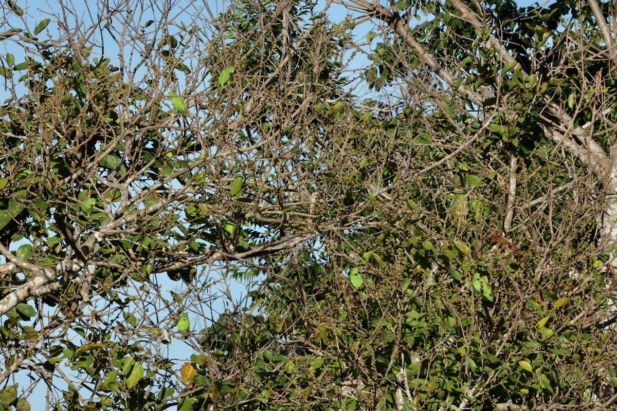 Мексиканский воробьиный попугайчик - ML616944487