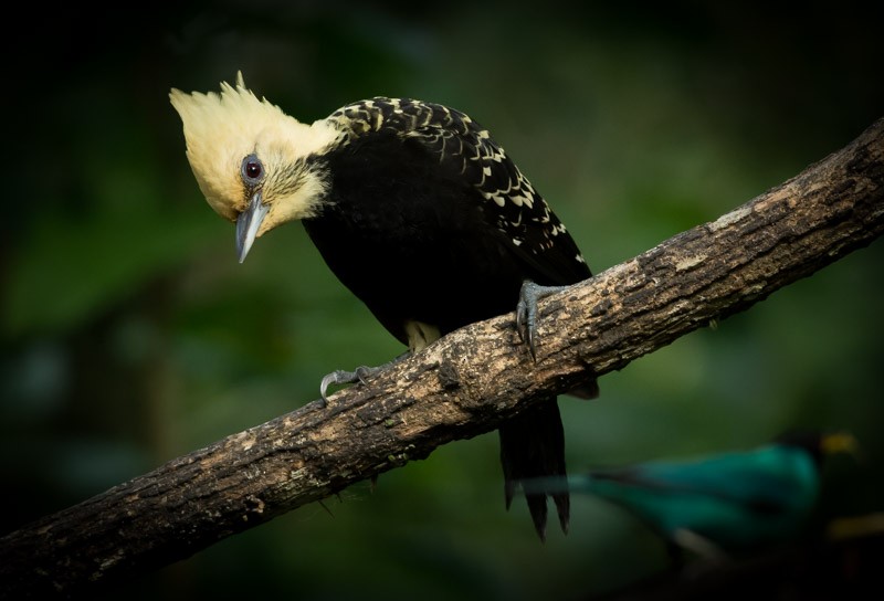 Blond-crested Woodpecker - Nereston Camargo