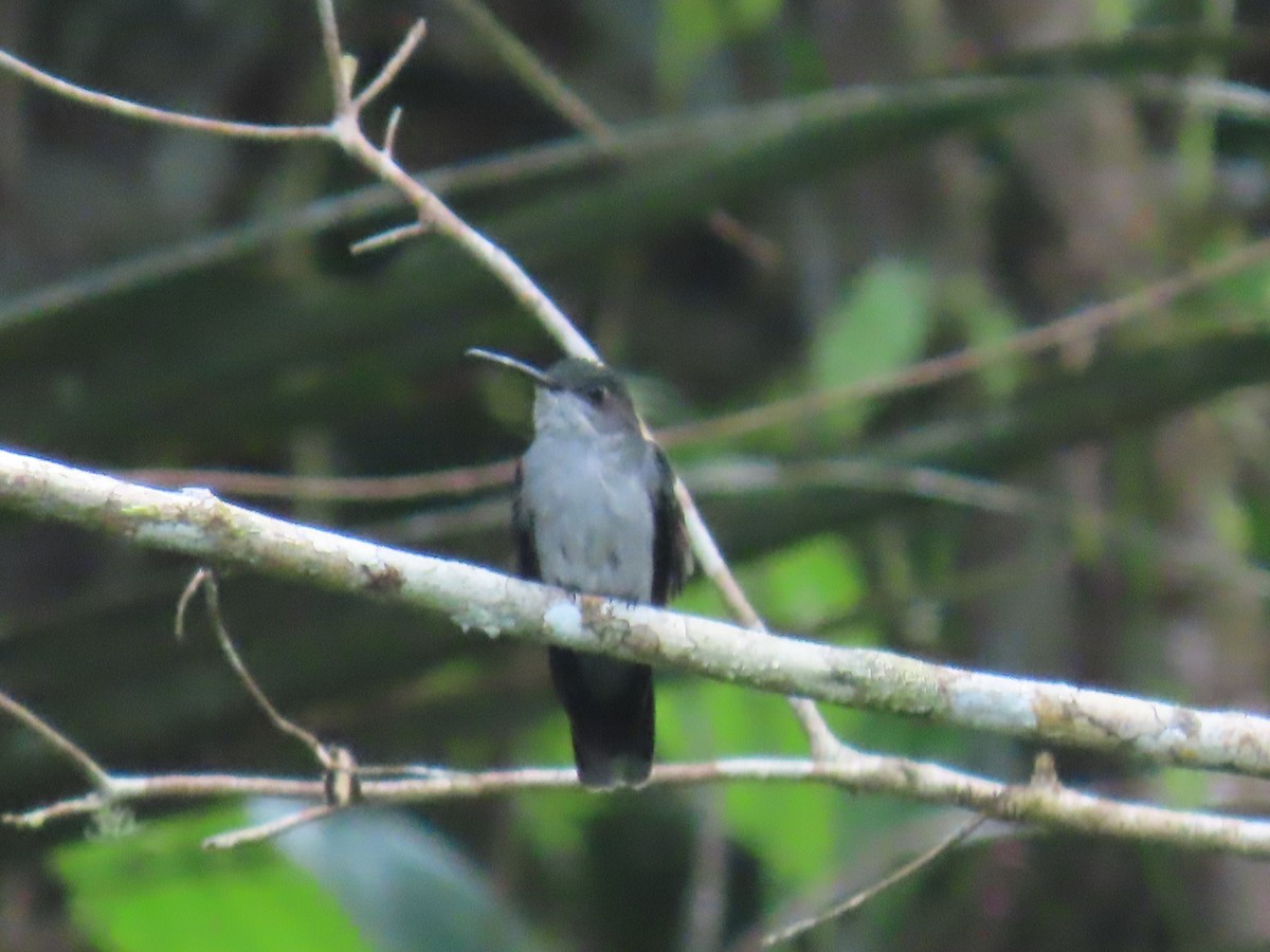 Gray-breasted Sabrewing - ML616944541