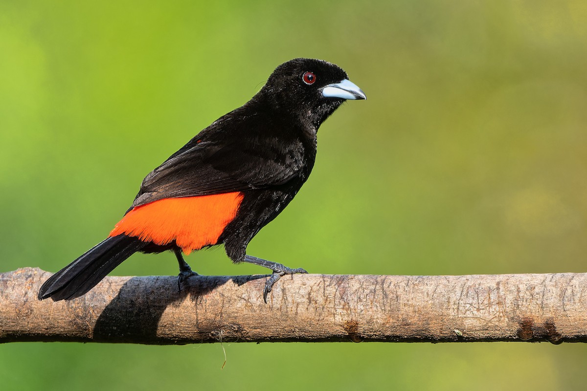 Scarlet-rumped Tanager - ML616944565