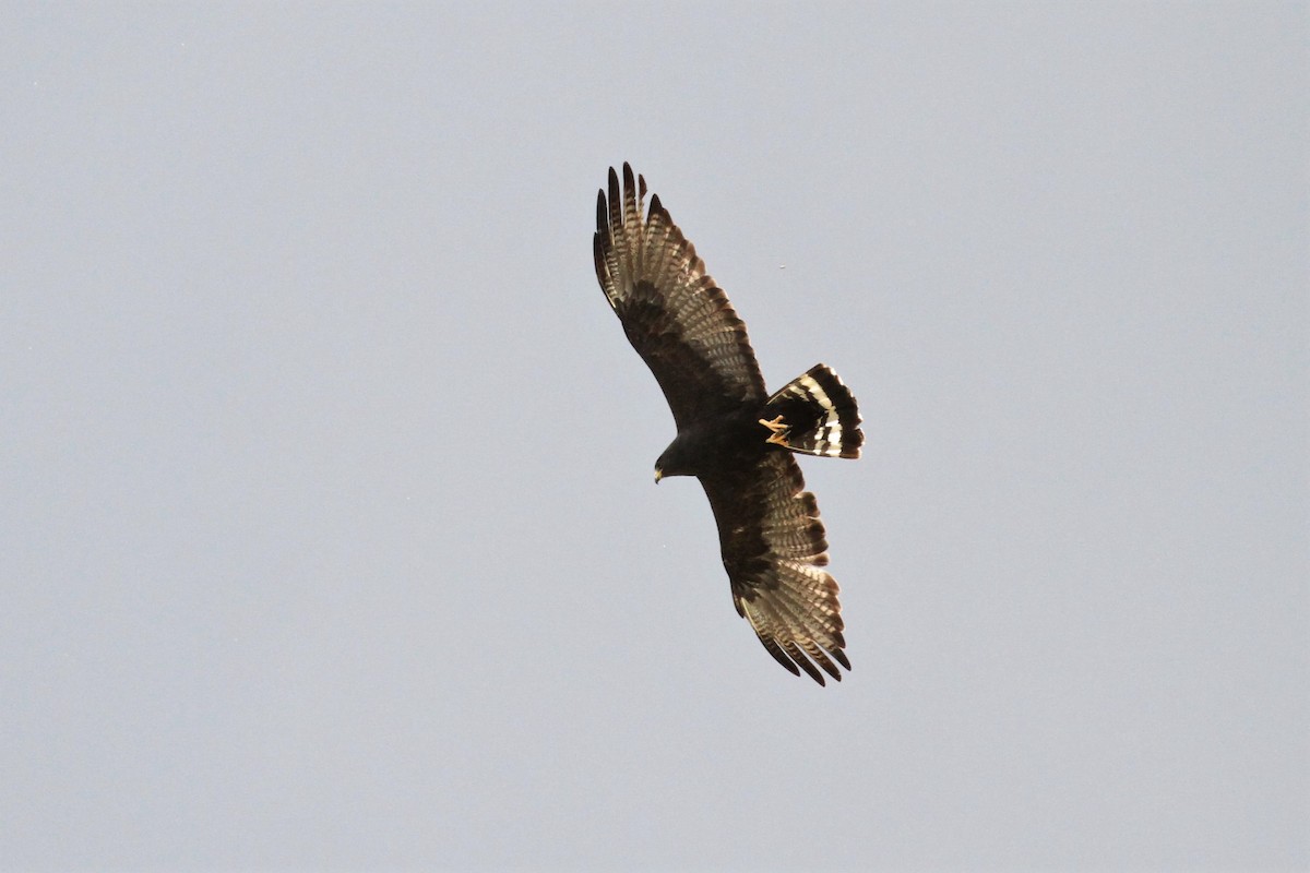 Zone-tailed Hawk - ML616944575