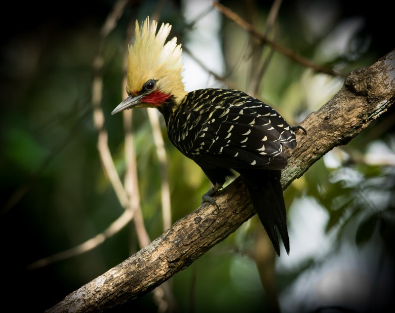 Blond-crested Woodpecker - ML61694461