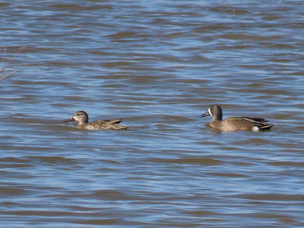 eBird Checklist 5 Apr 2024 Higley and Ocotillo Rds. ponds 50 species