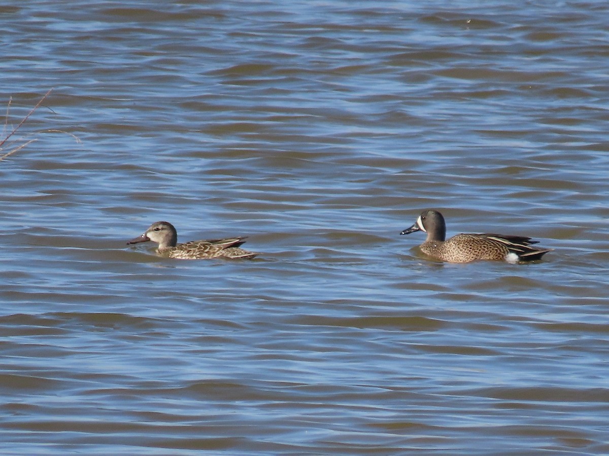 Ebird Checklist - 5 Apr 2024 - Higley And Ocotillo Rds. Ponds - 50 Species