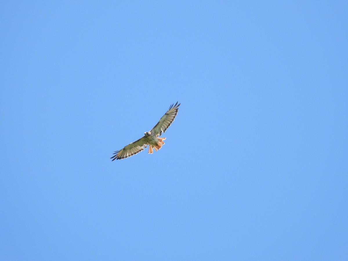 Red-tailed Hawk (umbrinus) - ML616944758