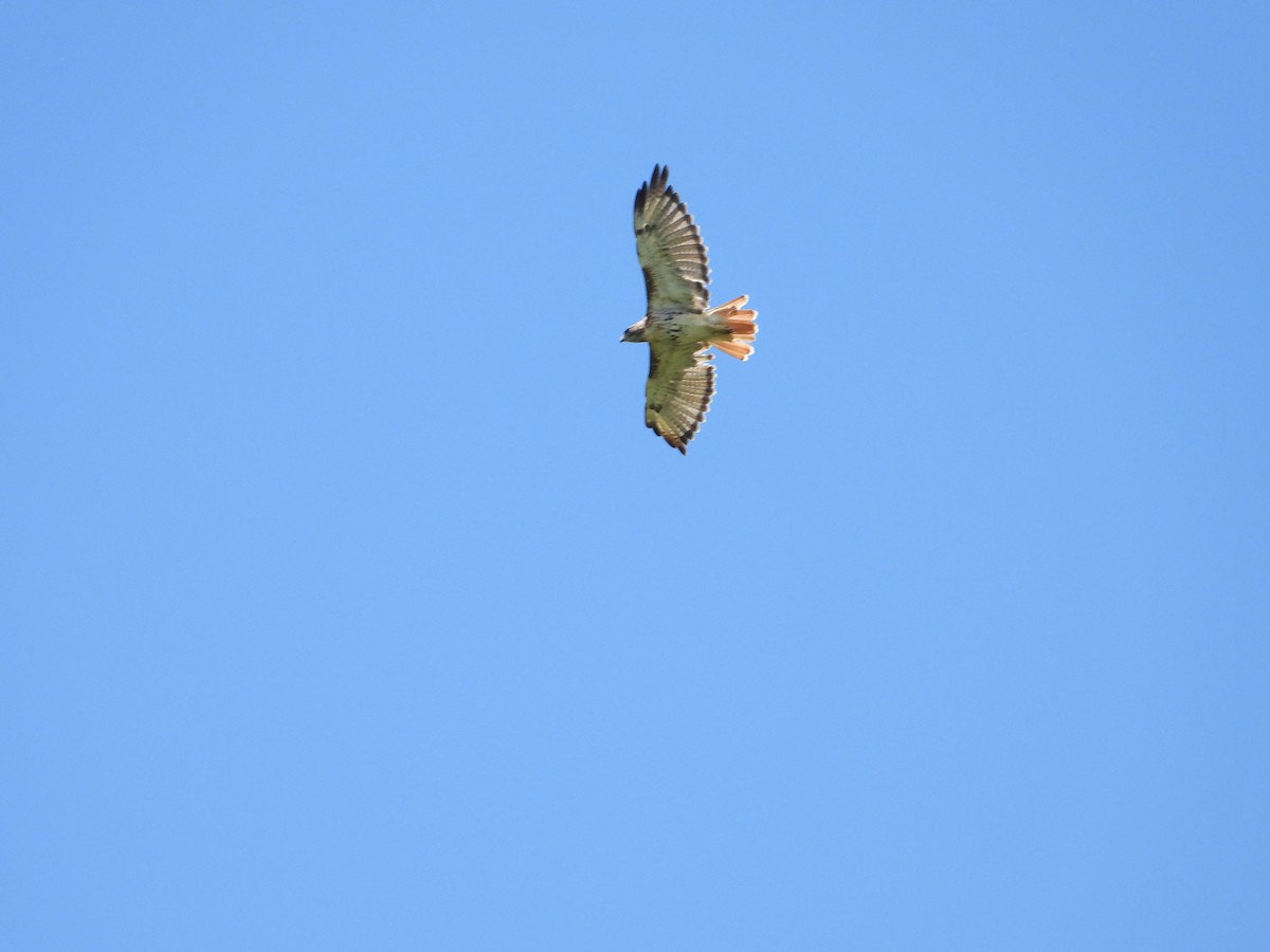 Red-tailed Hawk (umbrinus) - ML616944759