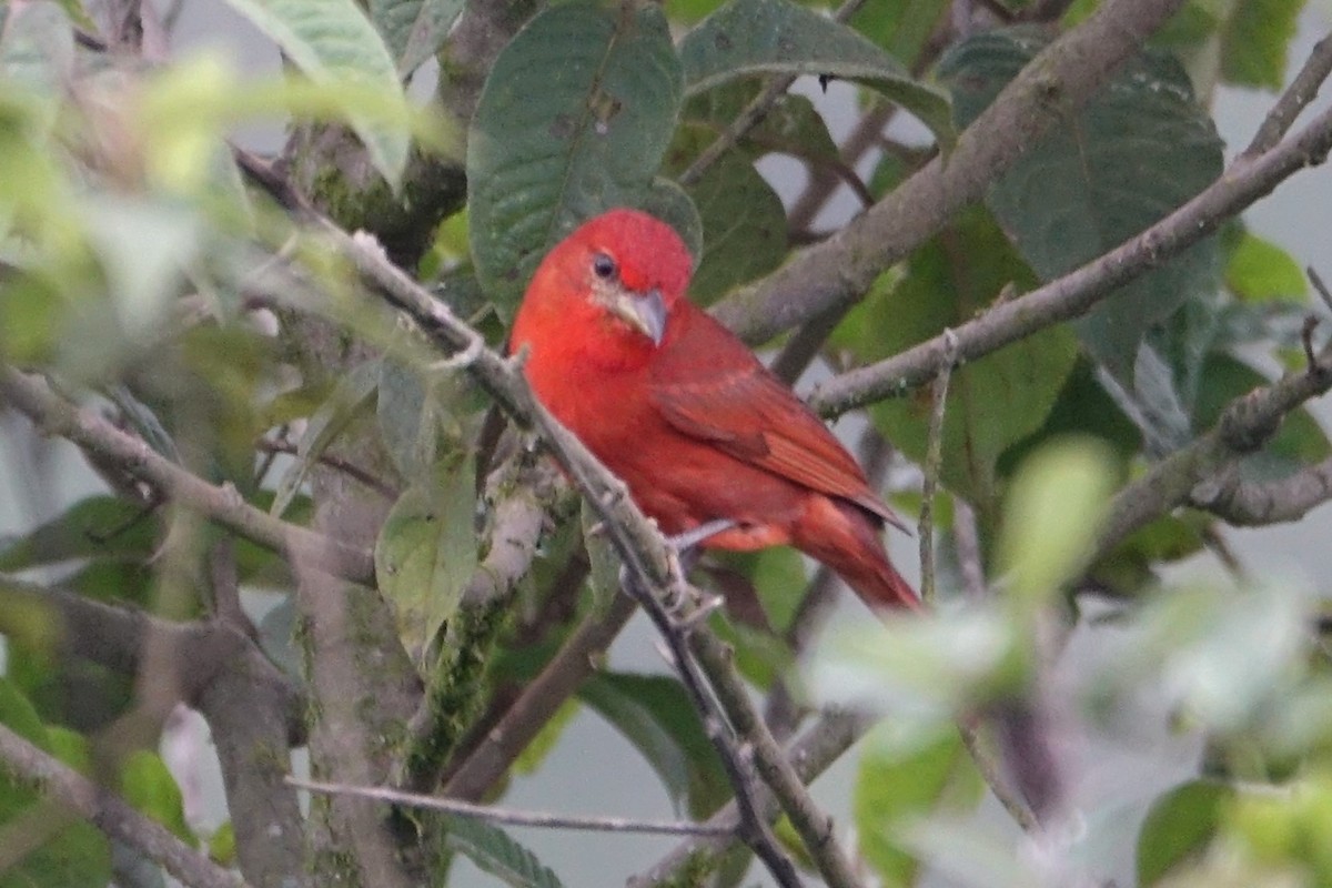 Hepatic Tanager (Highland) - Martin Brookes