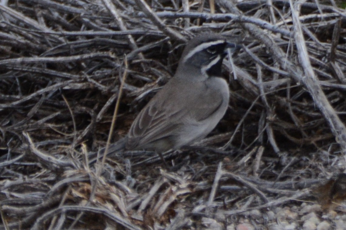 Black-throated Sparrow - ML616944917
