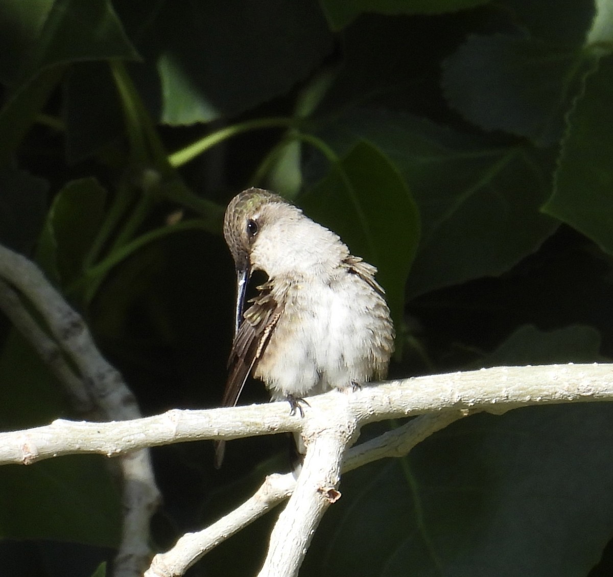 eBird Checklist 5 Apr 2024 Higley and Ocotillo Rds. ponds 4 species