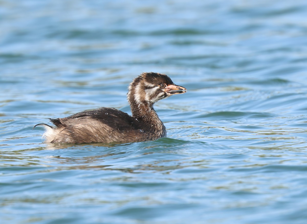 ML616945040 - Pied-billed Grebe - Macaulay Library