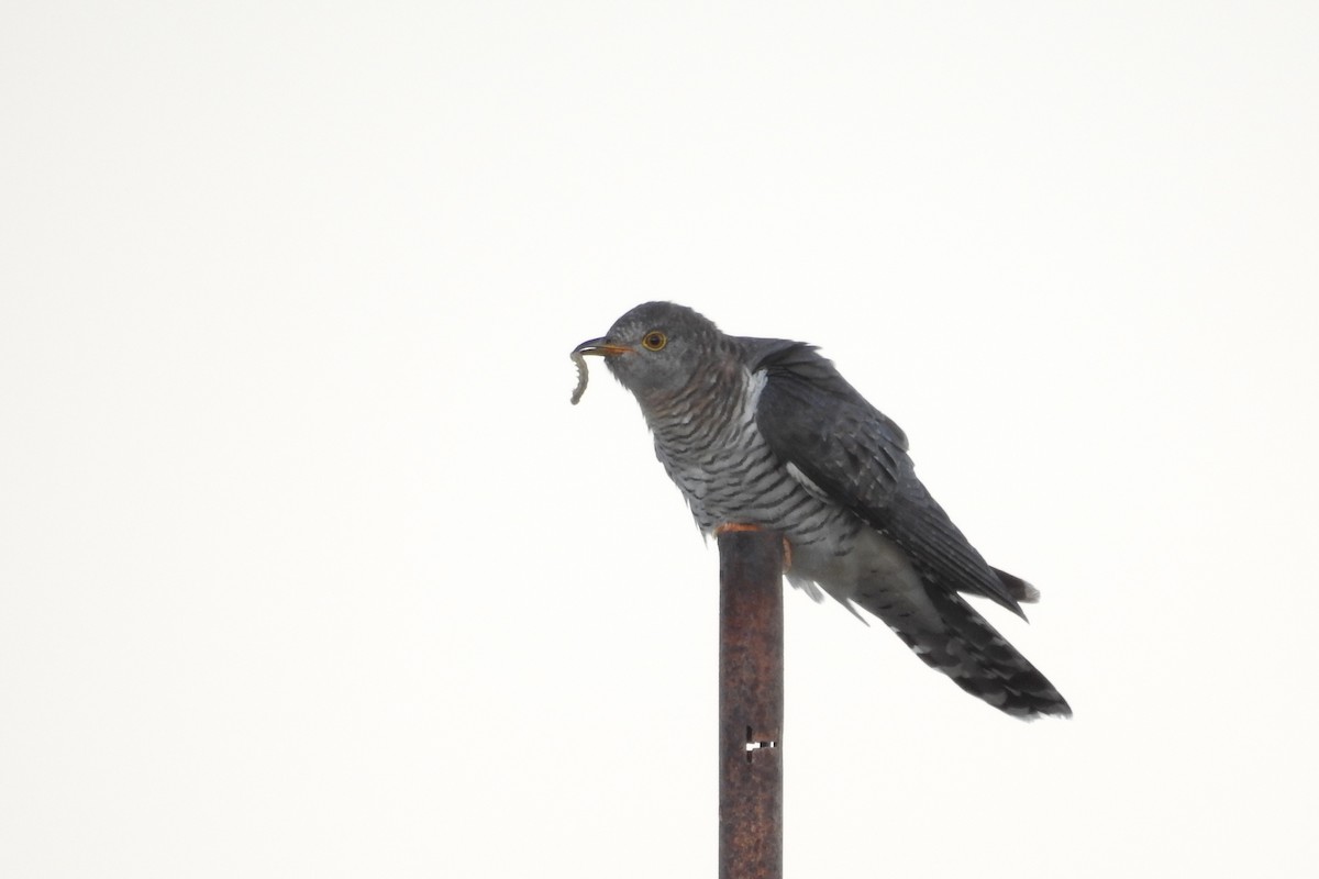 Common Cuckoo - ML616945211