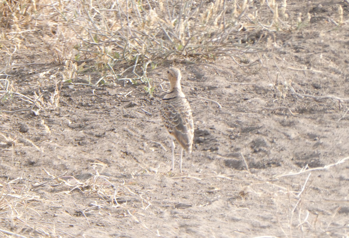 Double-banded Courser - ML616945285