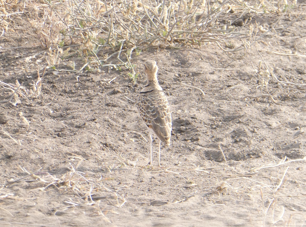 Double-banded Courser - ML616945286