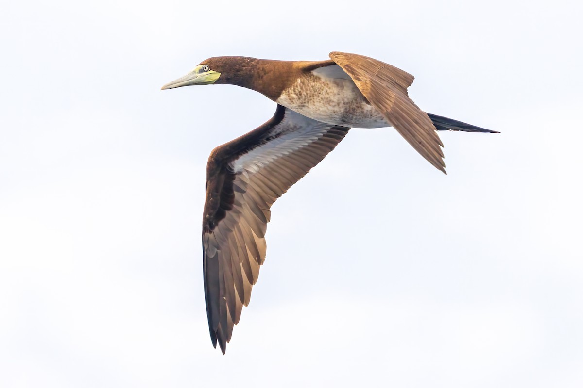 Brown Booby - ML616945463