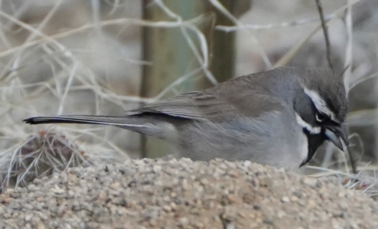 Black-throated Sparrow - ML616945521