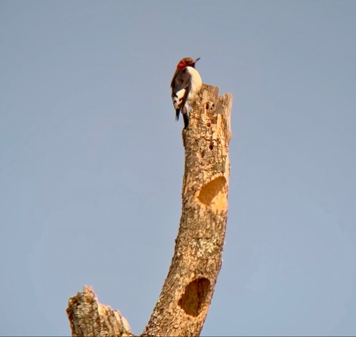 Red-headed Woodpecker - ML616945536