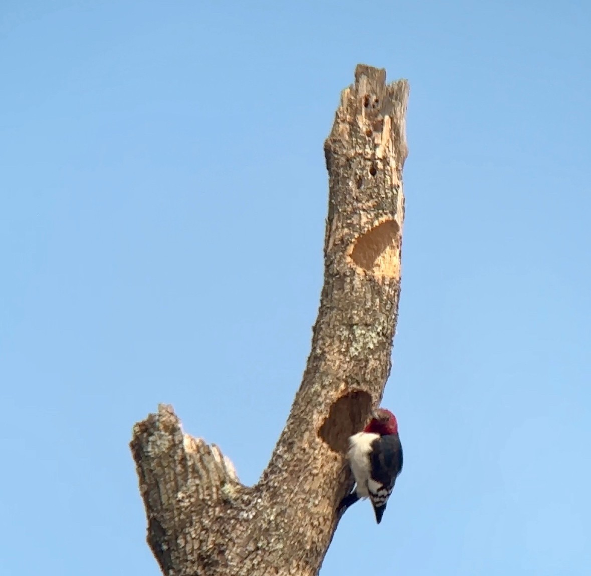 Red-headed Woodpecker - ML616945537