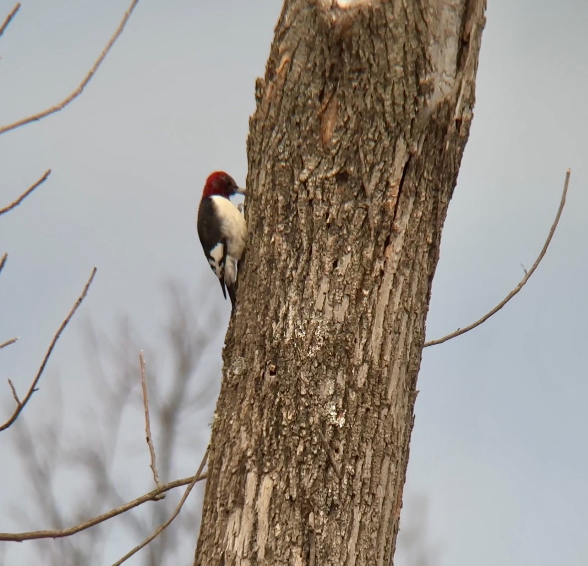 Red-headed Woodpecker - ML616945538