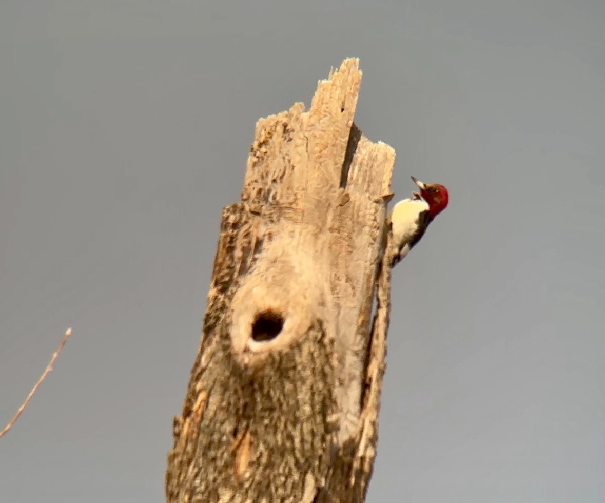 Red-headed Woodpecker - ML616945539
