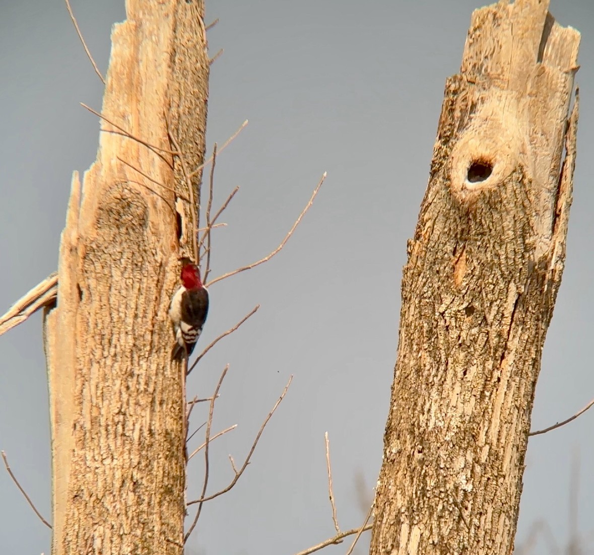 Red-headed Woodpecker - ML616945540