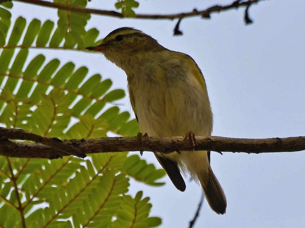 Yellow-browed Warbler - ML616945587