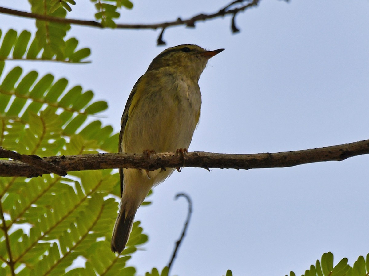 Yellow-browed Warbler - ML616945589