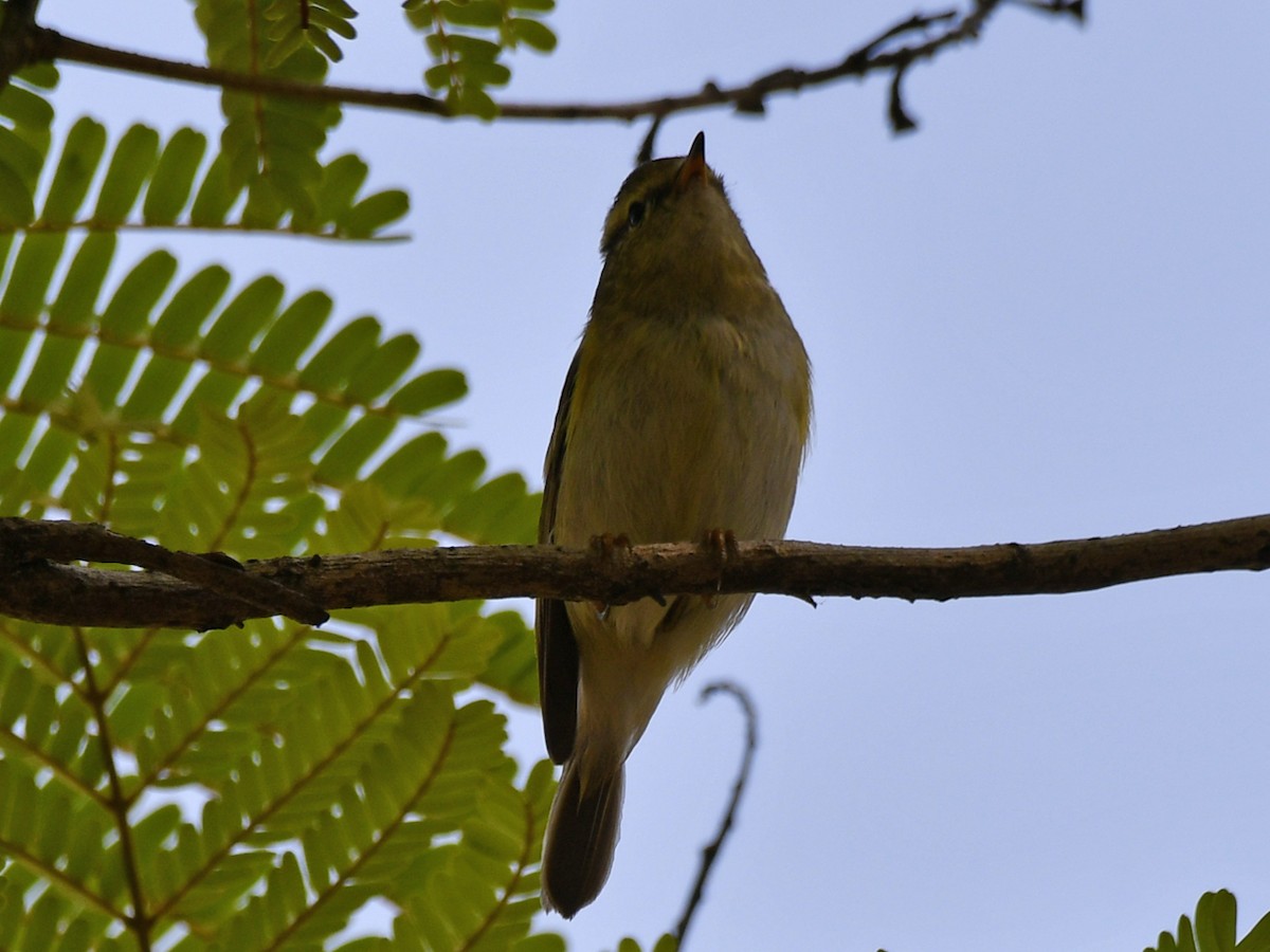 Yellow-browed Warbler - ML616945590