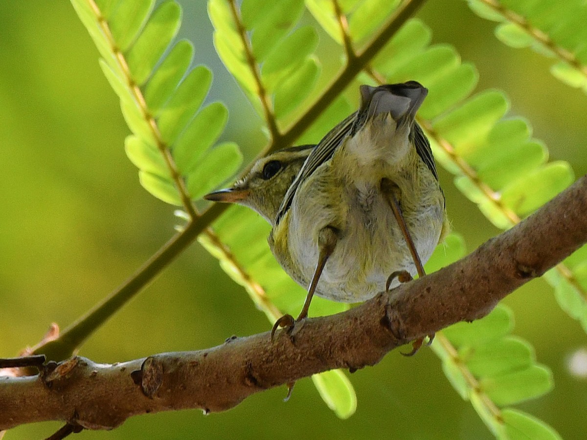 Yellow-browed Warbler - ML616945591