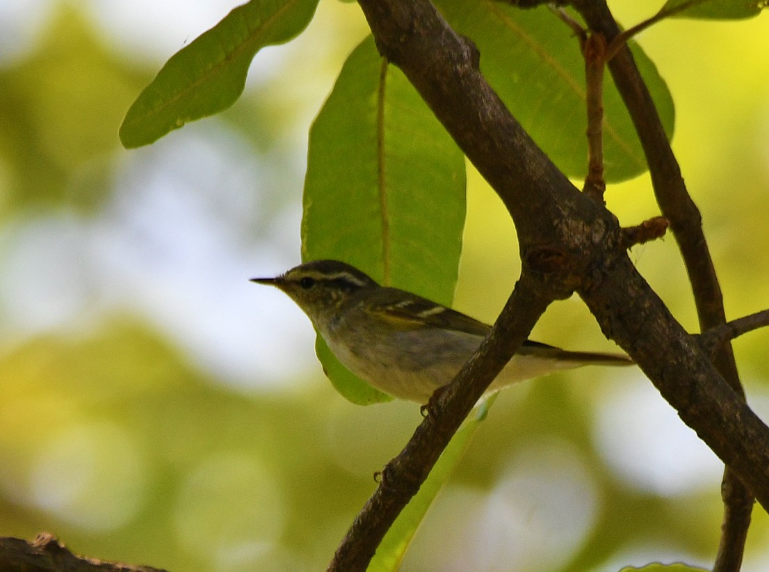 Yellow-browed Warbler - ML616945593