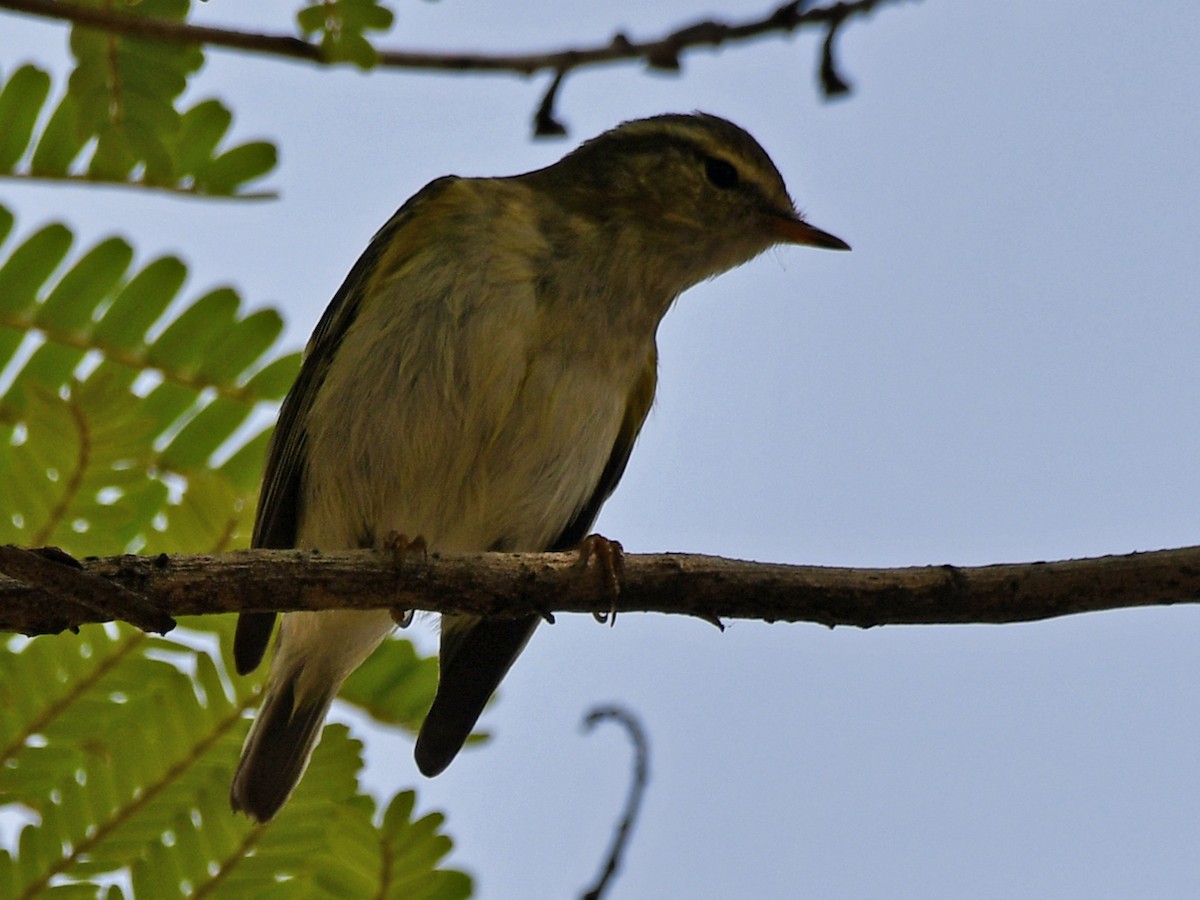 Yellow-browed Warbler - ML616945594