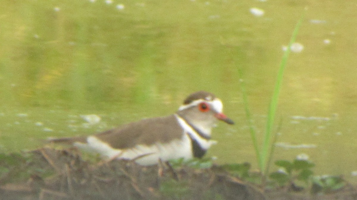 Three-banded Plover - ML616945600