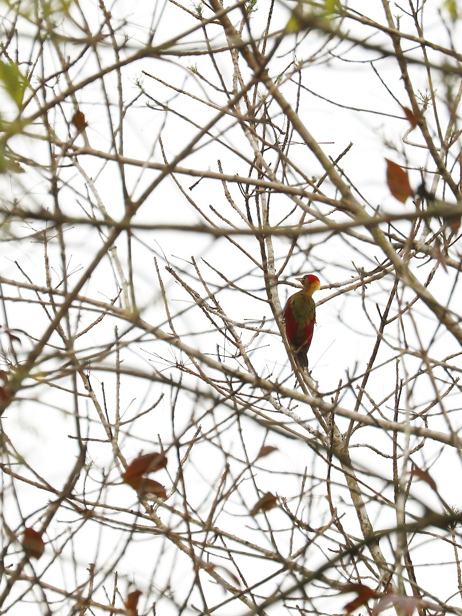 Crimson-winged Woodpecker - ML616945676