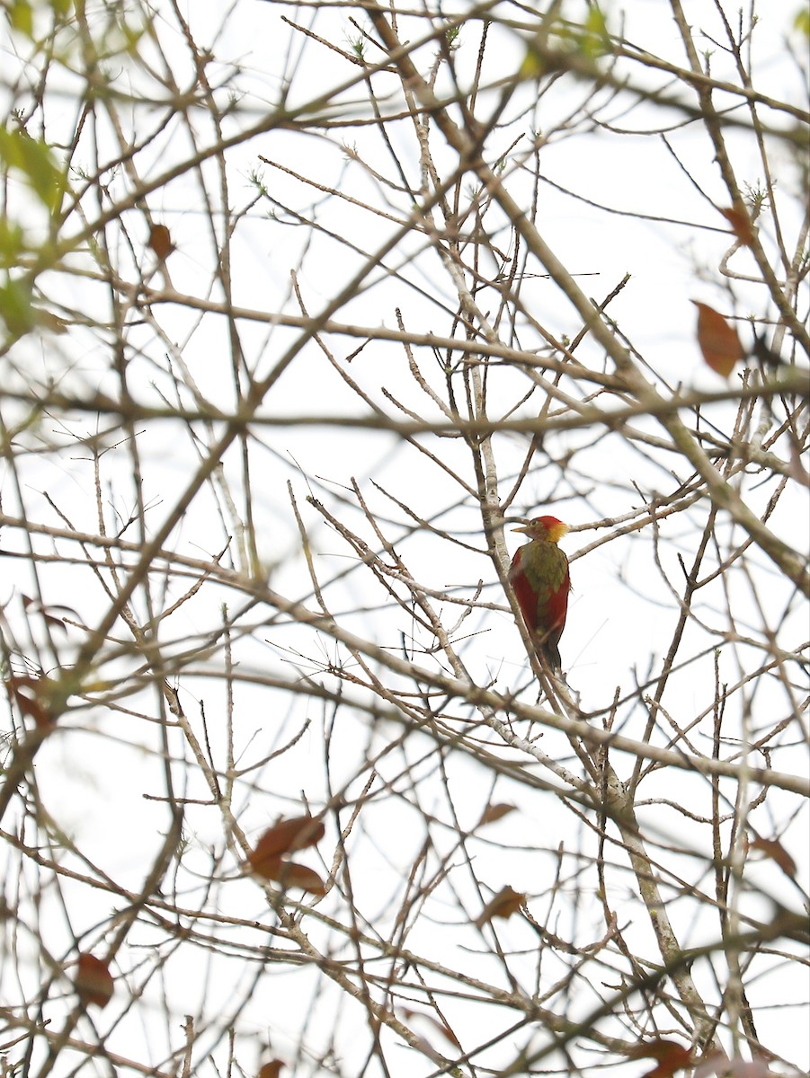 Crimson-winged Woodpecker - ML616945677