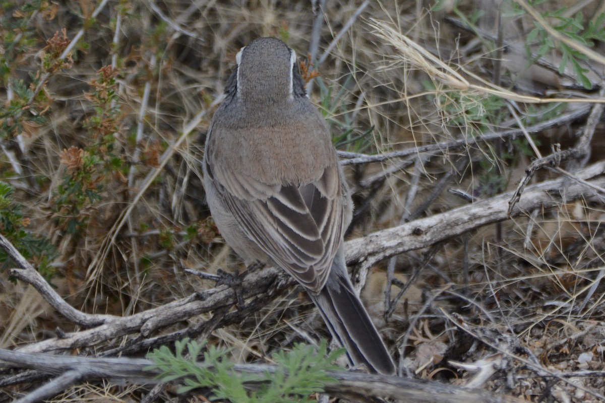 Black-throated Sparrow - ML616945785