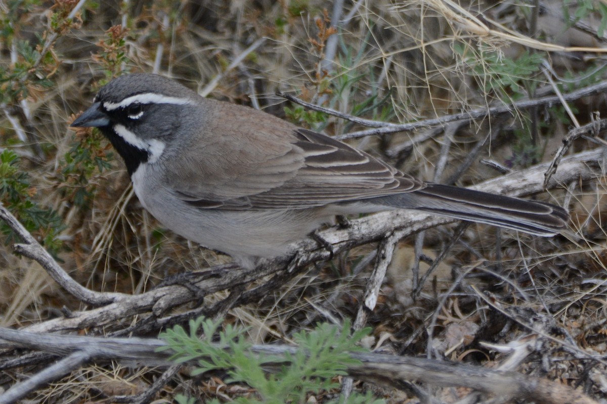 Black-throated Sparrow - ML616945822