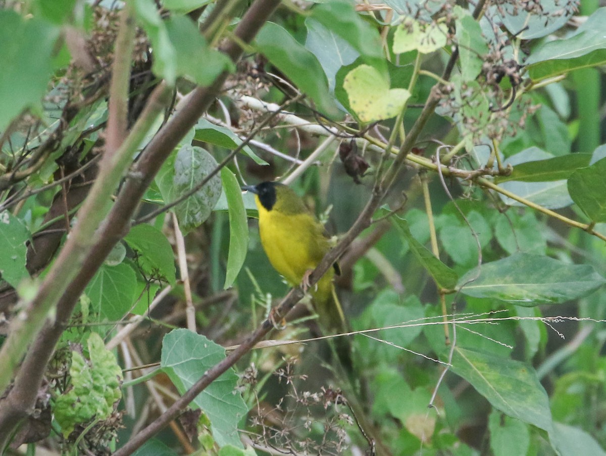 Olive-crowned Yellowthroat - ML616945842