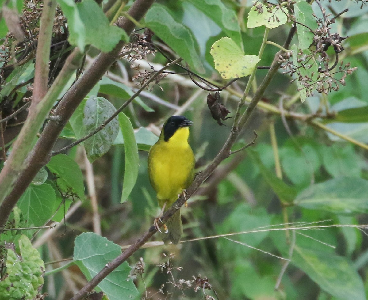 Olive-crowned Yellowthroat - ML616945843