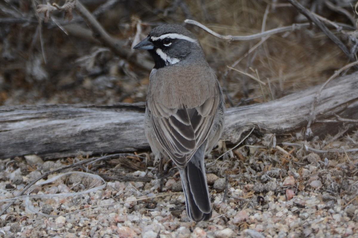 Black-throated Sparrow - Cathy Pasterczyk