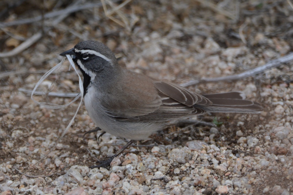 Black-throated Sparrow - Cathy Pasterczyk