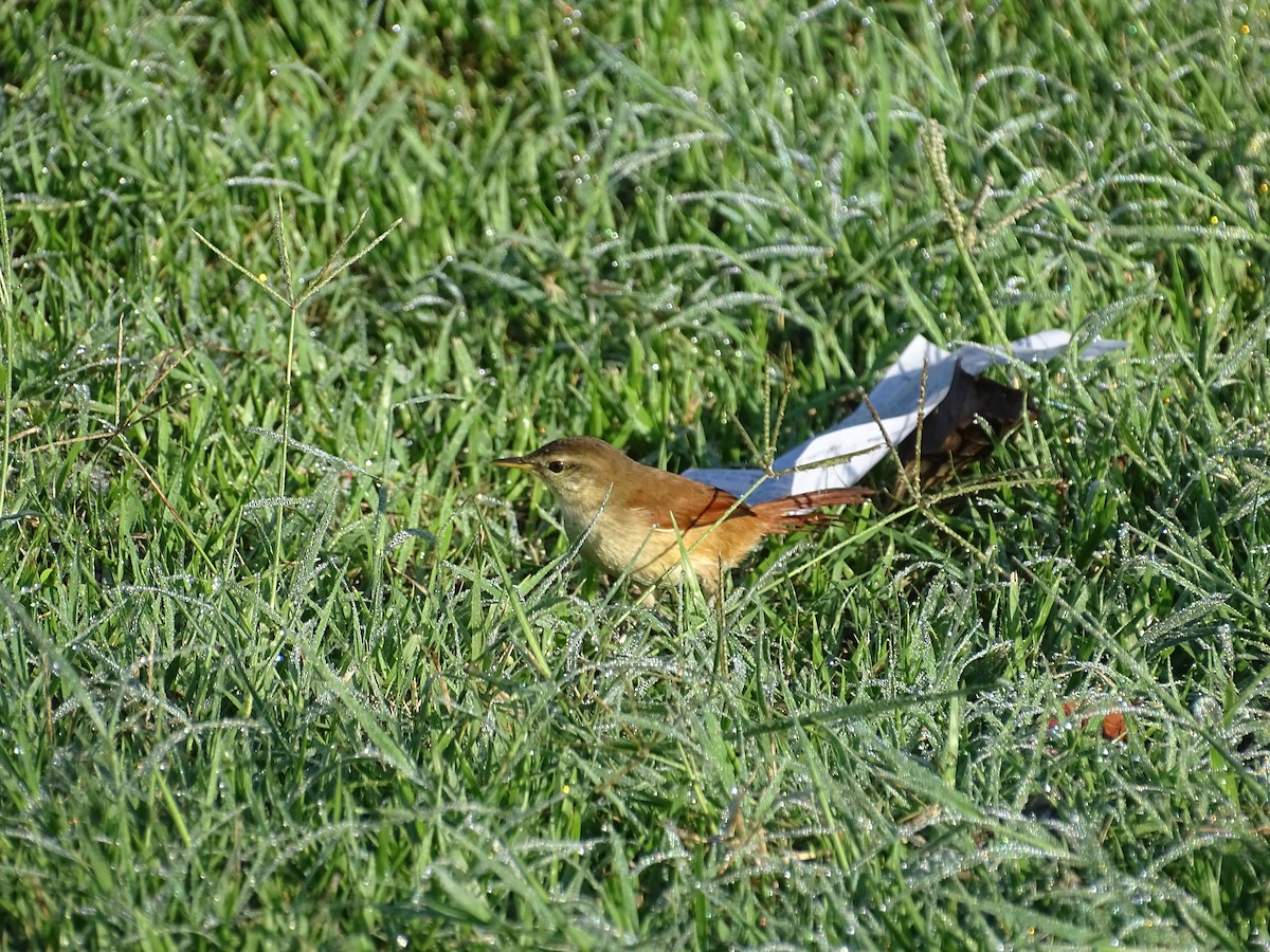 Yellow-chinned Spinetail - ML616946177