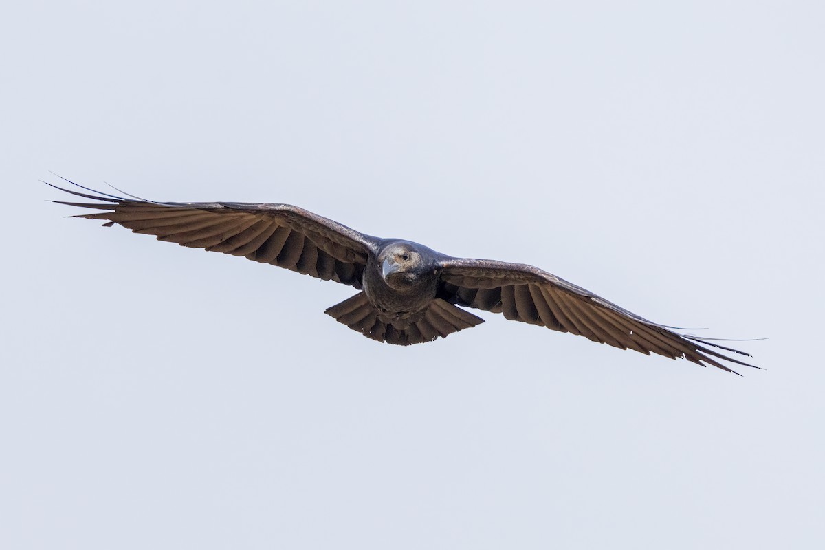 Fan-tailed Raven - ML616946234