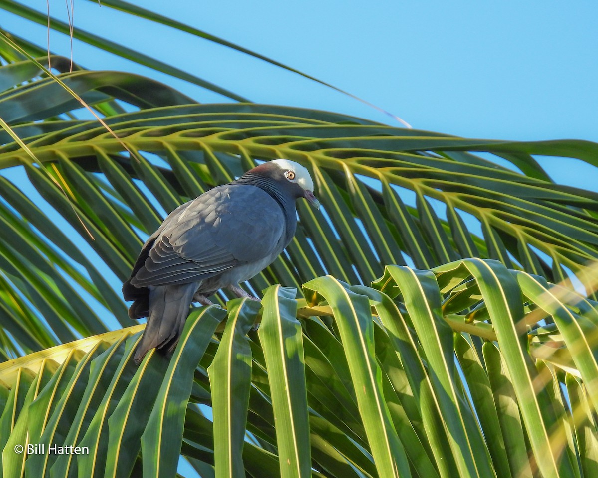 White-crowned Pigeon - ML616946250