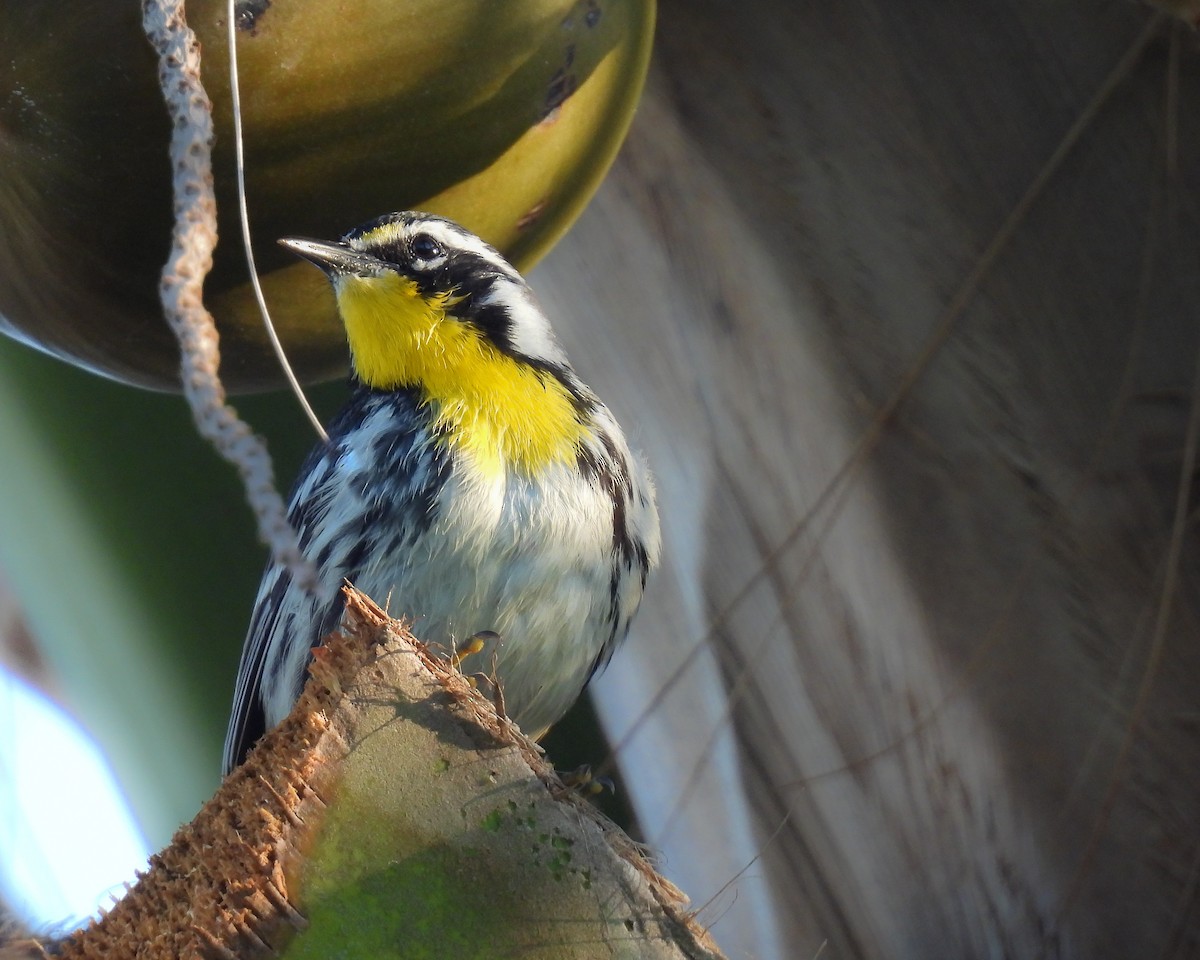 Yellow-throated Warbler - ML616946278