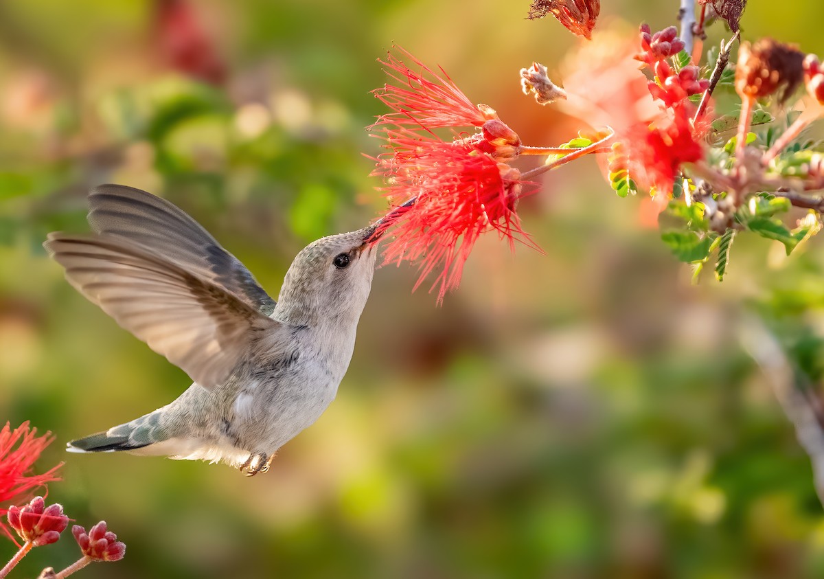 Costa's Hummingbird - ML616946324