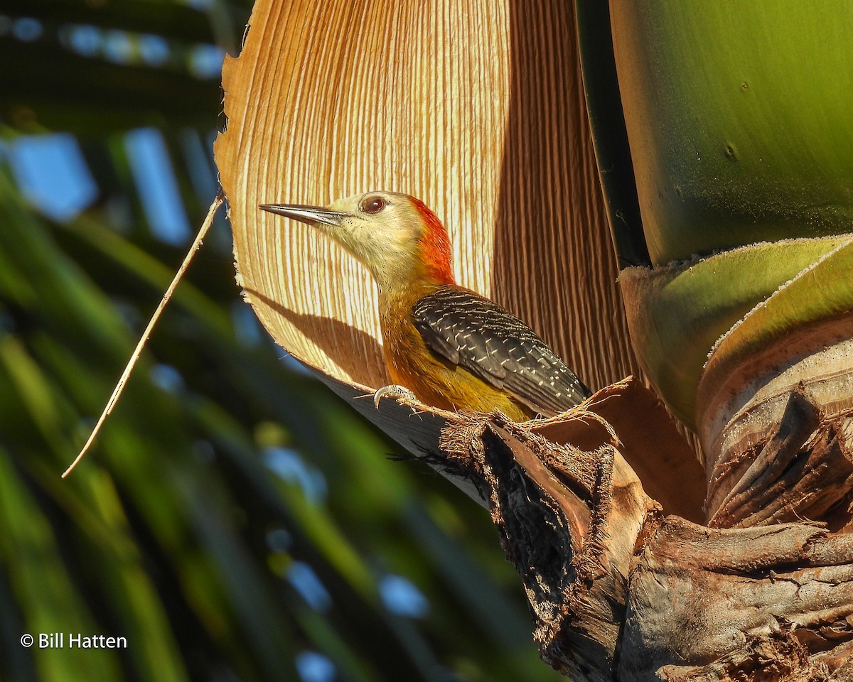 Jamaican Woodpecker - ML616946339
