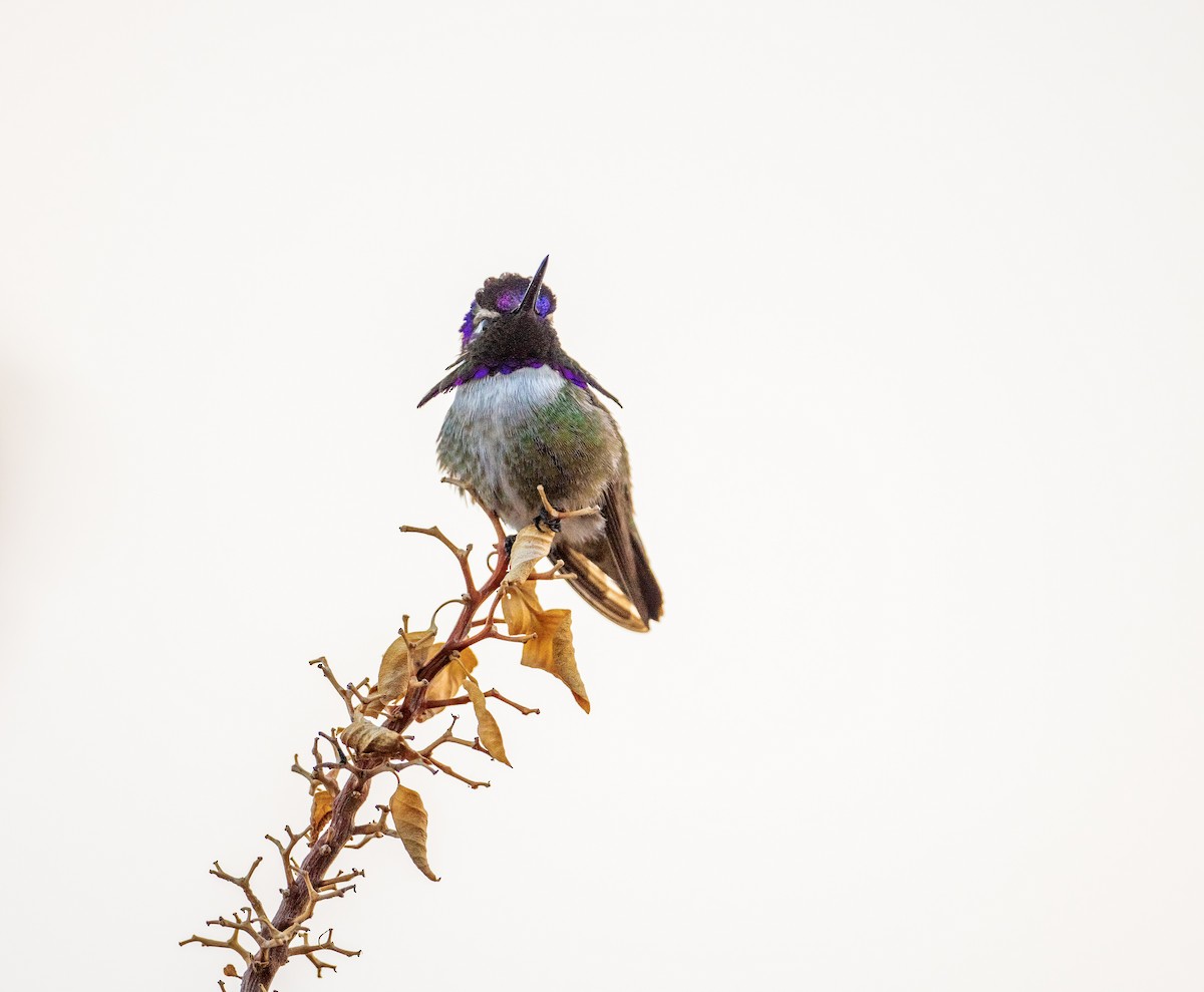 Costa's Hummingbird - ML616946503