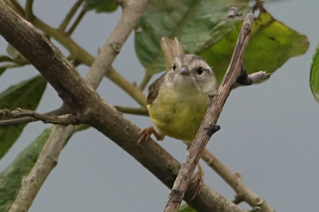 Three-banded Warbler - ML616946526
