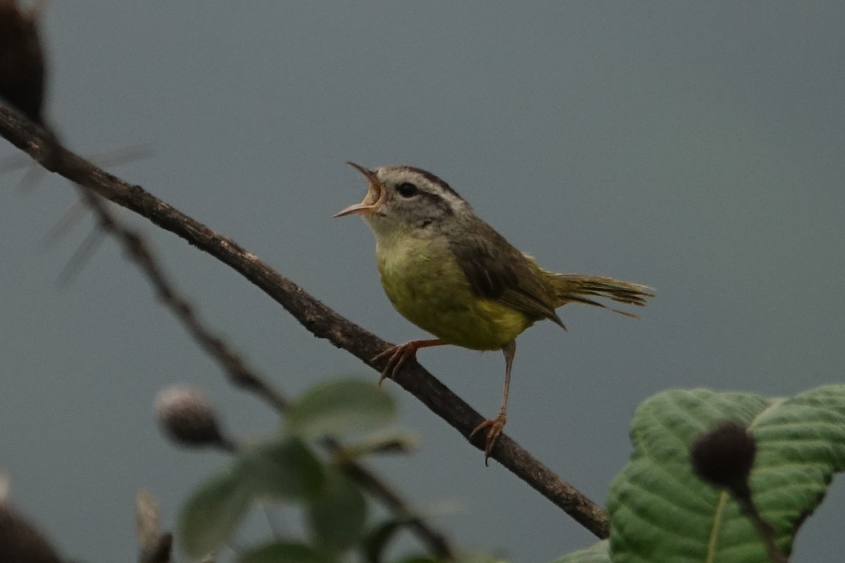 Three-banded Warbler - ML616946535