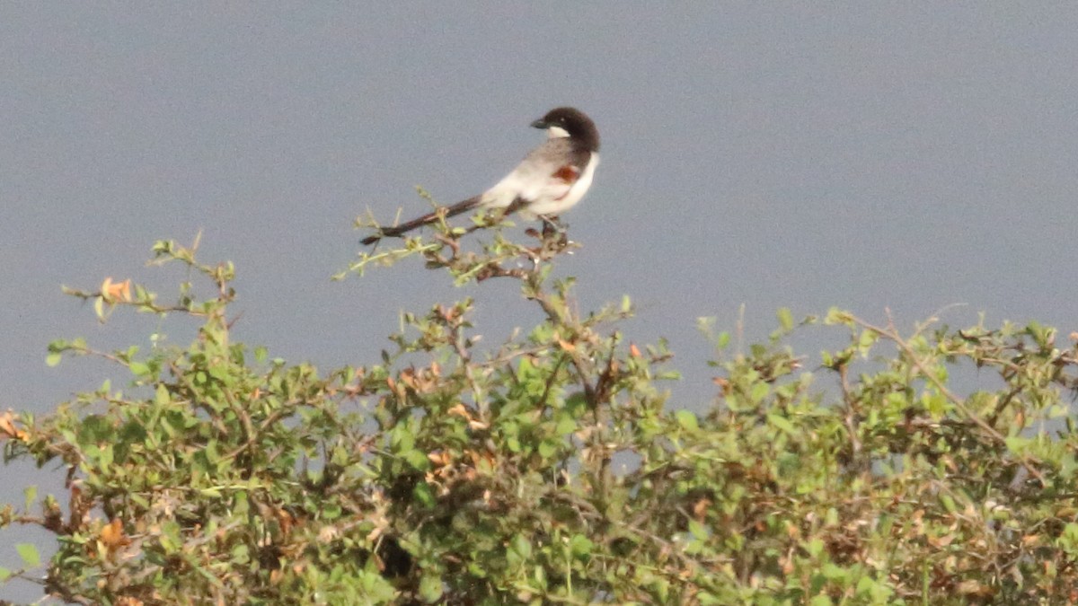 Long-tailed Fiscal - Rick Folkening